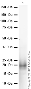 Western blot - Anti-IL-4 antibody (AB9622)