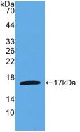 Western blot - Anti-IL-4 antibody [C1] (AB239508), expandable thumbnail