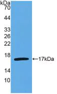 Western blot - Anti-IL-4 antibody [C1] (AB239508)