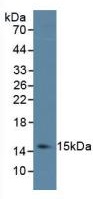 Western blot - Anti-IL-4 antibody [C1] (AB239508), expandable thumbnail