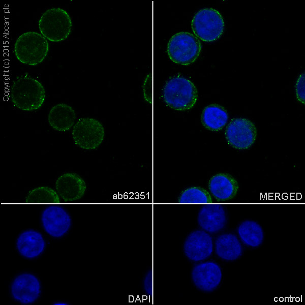 Immunocytochemistry/ Immunofluorescence - Anti-IL-4 antibody [EPR1118Y] - Low endotoxin, Azide free (AB246803), expandable thumbnail