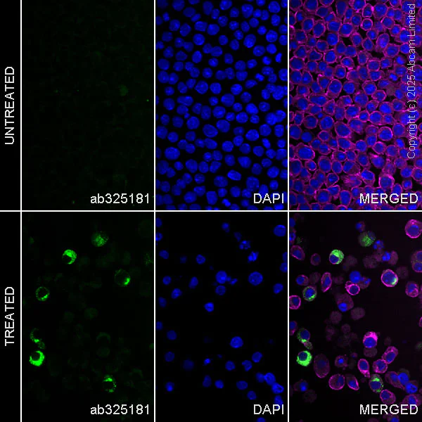 Immunocytochemistry/ Immunofluorescence - Anti- IL-4 antibody [EPR29904-542] (AB325181)