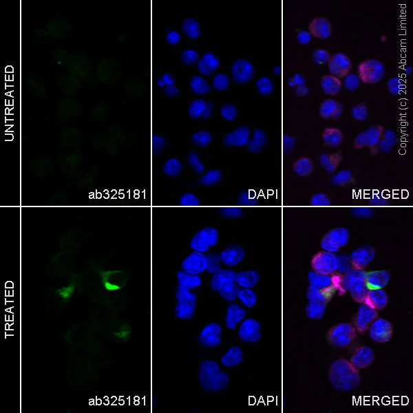 Immunocytochemistry/ Immunofluorescence - Anti- IL-4 antibody [EPR29904-542] (AB325181)