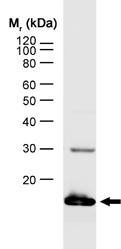 Western blot - Anti-IL-4 antibody [MP4-25D2] (AB34277), expandable thumbnail