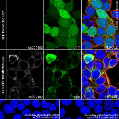 Immunocytochemistry/ Immunofluorescence - Anti-IL-4I1/LAO antibody [EPR22070] - BSA and Azide free (AB237783)