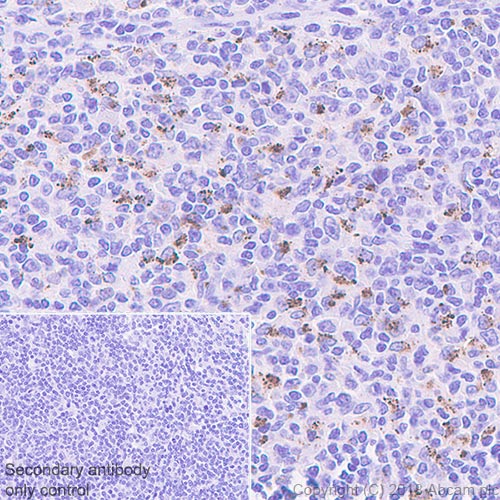 Anti-IL-4I1/LAO antibody [EPR22070] - BSA and Azide free