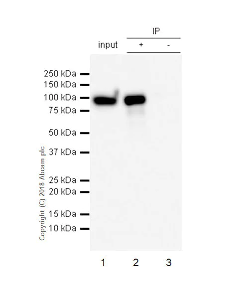 Immunoprecipitation - Anti-IL-4I1/LAO antibody [EPR22070] - BSA and Azide free (AB237783)