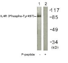 Western blot - Anti-IL-4R (phospho Y497) antibody (AB61099)