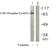 Western blot - Anti-IL-4R (phospho Y497) antibody (AB61099)