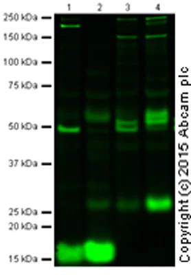 Western blot - Anti-IL-6 antibody [1.2-2B11-2G10] (AB9324)
