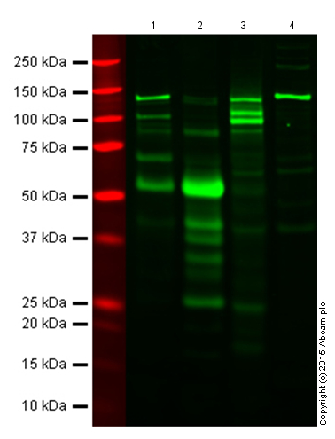 Western blot - Anti-IL-6 antibody (AB6672), expandable thumbnail