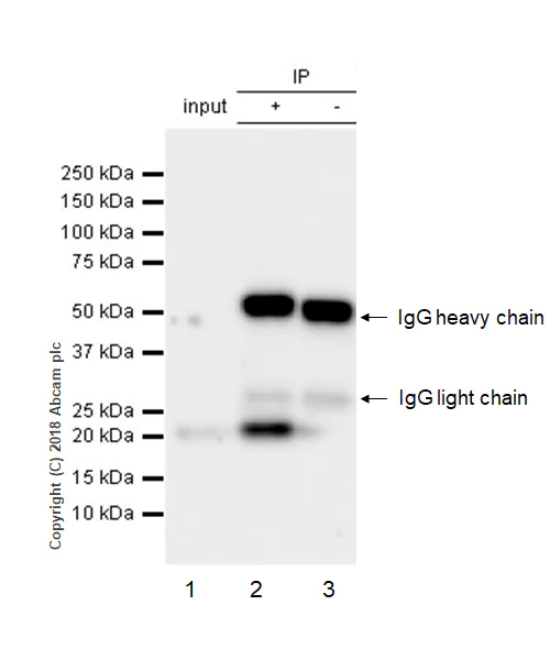 Immunoprecipitation - Anti-IL-6 antibody [EPR16610-69] - BSA and Azide free (AB245828)