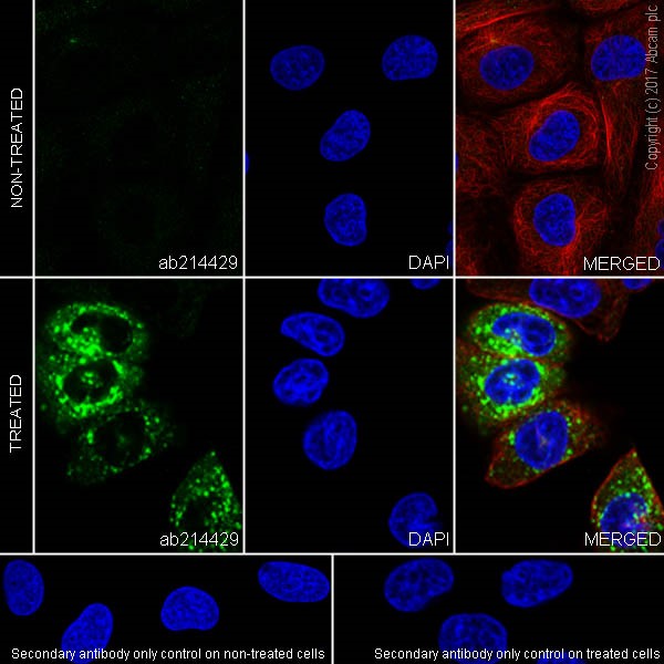 Immunocytochemistry/ Immunofluorescence - Anti-IL-6 antibody [EPR20653] (AB214429), expandable thumbnail