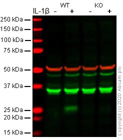 Western blot - Anti-IL-6 antibody [EPR20653] (AB214429), expandable thumbnail