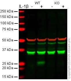 Western blot - Anti-IL-6 antibody [EPR20653] (AB214429)