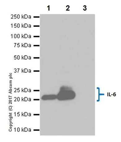 Immunoprecipitation - Anti-IL-6 antibody [EPR20653] - BSA and Azide free (AB245770)