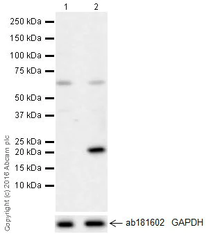 Western blot - Anti-IL-6 antibody [EPR21710] (AB229381)