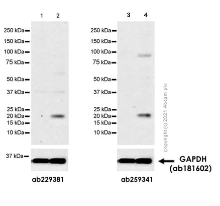 Western blot - Anti-IL-6 antibody [EPR21710] (AB229381)