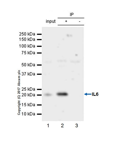 Immunoprecipitation - Anti-IL-6 antibody [EPR21710] - BSA and Azide free (AB229697)