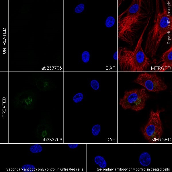 Immunocytochemistry/ Immunofluorescence - Anti-IL-6 antibody [EPR21711] - BSA and Azide free (AB233707)