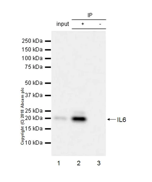 Immunoprecipitation - Anti-IL-6 antibody [EPR21711] - Low endotoxin, Azide free (AB246703)