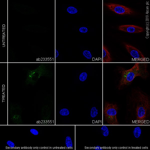 Immunocytochemistry/ Immunofluorescence - Anti-IL-6 antibody [EPR22565-204] (AB233551), expandable thumbnail