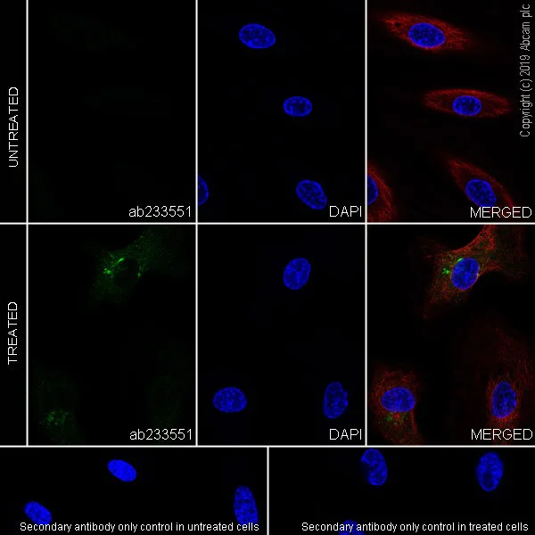 Immunocytochemistry/ Immunofluorescence - Anti-IL-6 antibody [EPR22565-204] (AB233551)