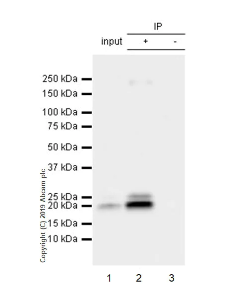 Immunoprecipitation - Anti-IL-6 antibody [EPR22565-204] (AB233551)