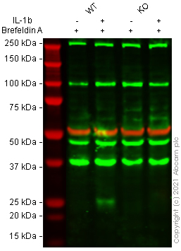 Western blot - Anti-IL-6 antibody [EPR22565-204] (AB233551), expandable thumbnail