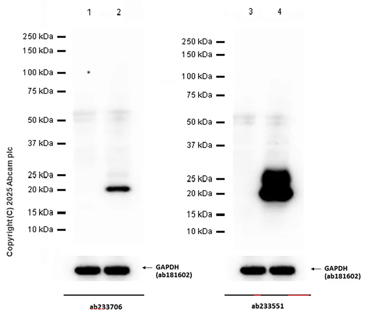 Western blot - Anti-IL-6 antibody [EPR22565-204] (AB233551)