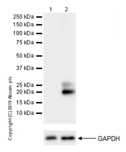 Western blot - Anti-IL-6 antibody [EPR22565-204] (AB233551), expandable thumbnail
