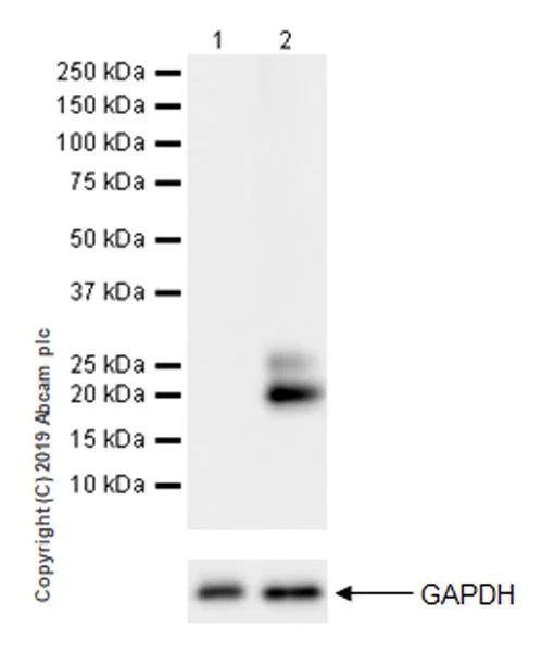 Western blot - Anti-IL-6 antibody [EPR22565-204] (AB233551)