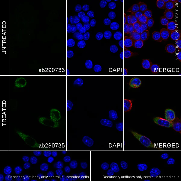 Immunocytochemistry/ Immunofluorescence - Anti-IL-6 antibody [EPR23819-103] - BSA and Azide free (AB290750)