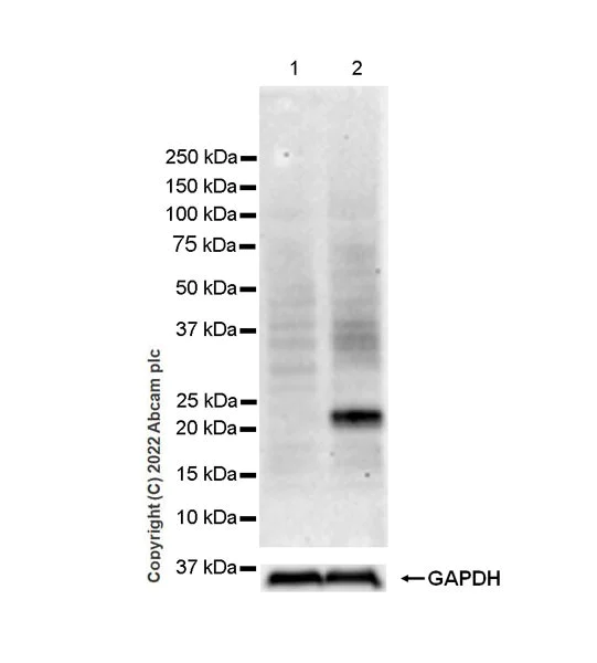 Western blot - Anti-IL-6 antibody [EPR23819-103] - BSA and Azide free (AB290750)