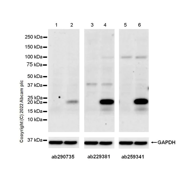 Western blot - Anti-IL-6 antibody [EPR23819-103] - BSA and Azide free (AB290750)