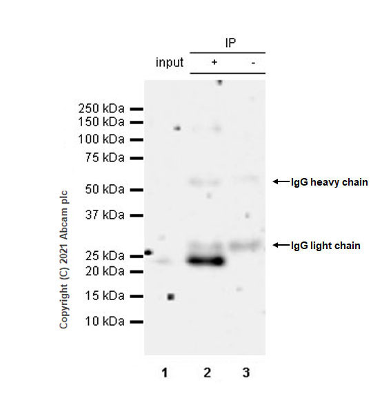 Immunoprecipitation - Anti-IL-6 antibody [EPR23819-11] (AB259341), expandable thumbnail
