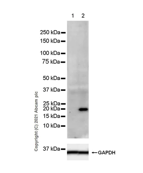 Western blot - Anti-IL-6 antibody [EPR23819-11] (AB259341)