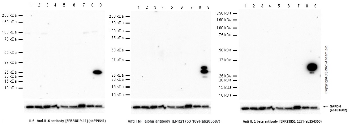 Western blot - Anti-IL-6 antibody [EPR23819-11] (AB259341), expandable thumbnail