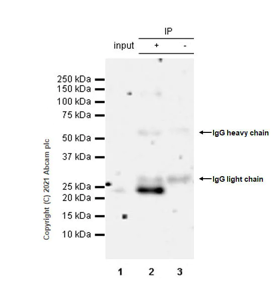 Immunoprecipitation - Anti-IL-6 antibody [EPR23819-11] - BSA and Azide free (AB281935)