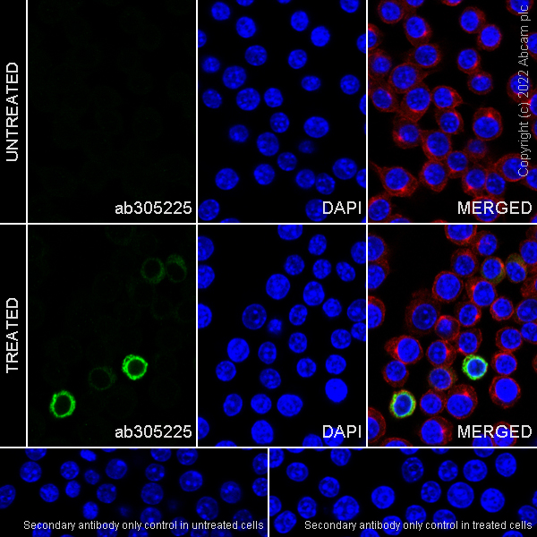 Immunocytochemistry/ Immunofluorescence - Anti-IL-6 antibody [EPR27288-18] (AB305225), expandable thumbnail