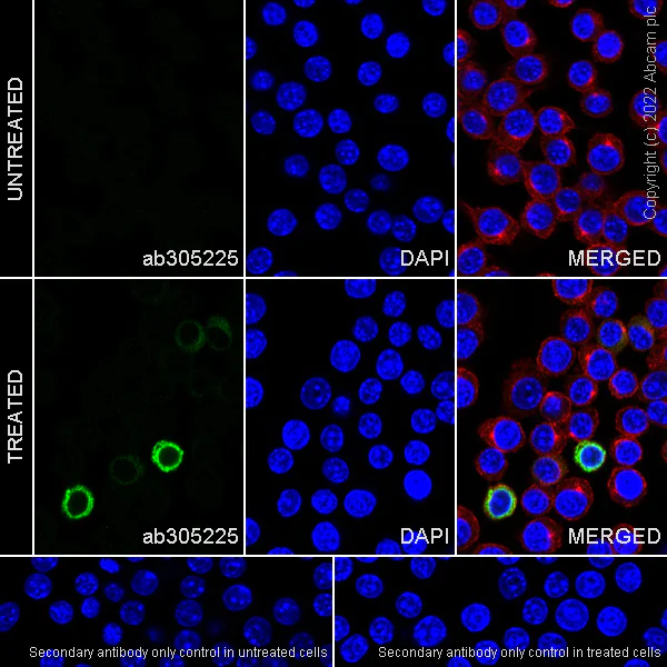 Immunocytochemistry/ Immunofluorescence - Anti-IL-6 antibody [EPR27288-18] - BSA and Azide free (AB305226)