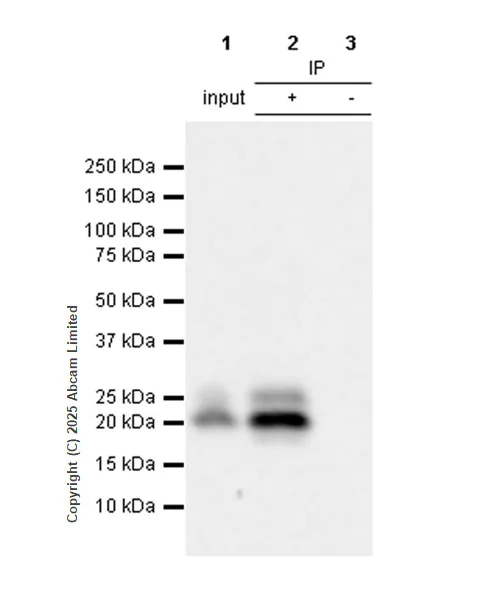 Immunoprecipitation - Anti-IL-6- antibody [EPRNGS_IL-6-20] BSA and Azide free, low endotoxin (AB323372)