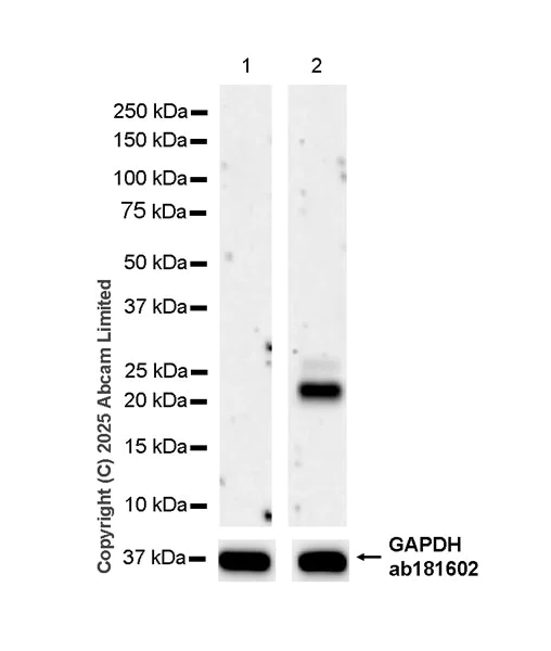 Western blot - Anti-IL-6- antibody [EPRNGS_IL-6-20] BSA and Azide free, low endotoxin (AB323372)