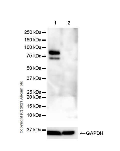 Anti-IL-6R antibody [EPR24322-143] - BSA and Azide free