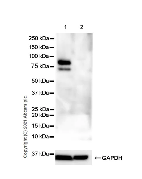 Western blot - Anti-IL-6R antibody [EPR24322-143] - BSA and Azide free (AB280573)