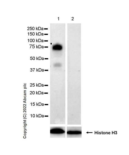 Western blot - Anti-IL-6R antibody [EPR26370-132] (BSA and Azide free) (AB300582), expandable thumbnail
