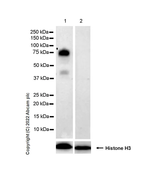 Western blot - Anti-IL-6R antibody [EPR26370-132] (BSA and Azide free) (AB300582)