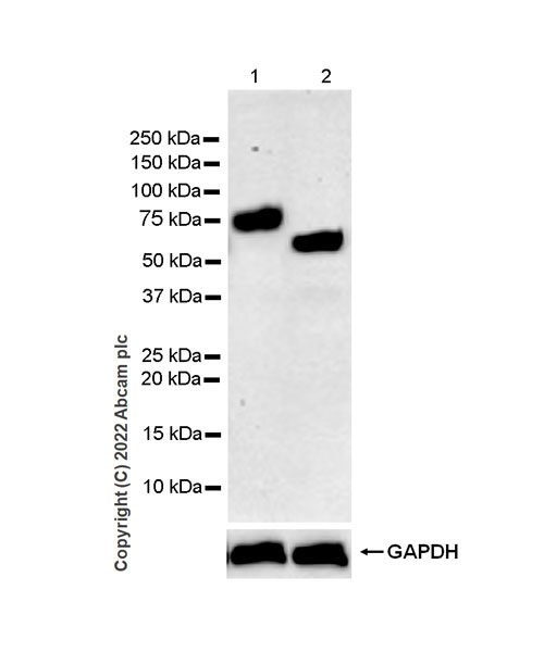 Western blot - Anti-IL-6R antibody [EPR26370-132] (BSA and Azide free) (AB300582), expandable thumbnail