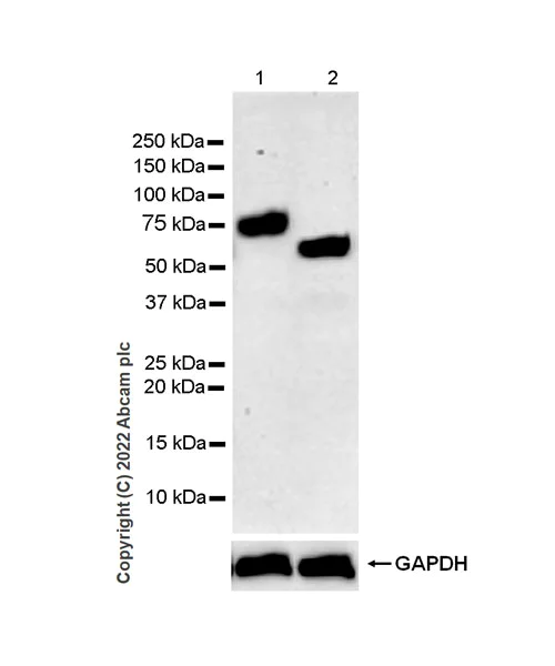 Western blot - Anti-IL-6R antibody [EPR26370-132] (BSA and Azide free) (AB300582)