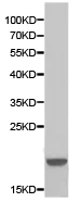 Western blot - Anti-IL-7 antibody (AB175380)